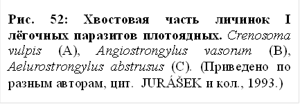 рис. 52: хвостовая часть личинок i лёгочных паразитов плотоядных. crenosoma vulpis (a), angiostrongylus vasorum (b), aelurostrongylus abstrusus (c). (приведено по разным авторам, цит. juráŠek и кол., 1993.)
