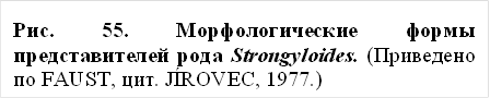 рис. 55. морфологические формы представителей рода strongyloides. (приведено по faust, цит. jírovec, 1977.)