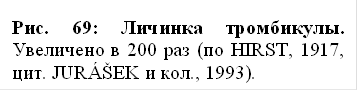 рис. 69: личинка тромбикулы. увеличено в 200 раз (по hirst, 1917, цит. juráŠek и кол., 1993).