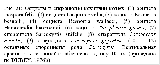 рис. 31: ооцисты и спороцисты кокцидий кошек. (1) ооциста isospora felis, (2) ооциста isospora rivolta, (3) ооциста besnoitia besnoiti, (4) ооциста besnoitia wallacei, (5) ооциста hammondia hammondi, (6) ооциста toxoplasma gondii, (7) спороциста sarcocystis suifelis, (8) спороциста sarcocystis hirsuta, (9) спороциста sarcocystis gigantea, (10 – 12) остальные спороцисты рода sarcocystis. вертикальная сравнительная линейка обозначает длину 10 μм (приведено по dubey, 1976b).