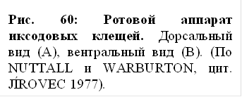 рис. 60: ротовой аппарат иксодовых клещей. дорсальный вид (а), вентральный вид (в). (по nuttall и warburton, цит. jírovec 1977).