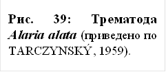рис. 39: трематода alaria alata (приведено по tarczynský, 1959).