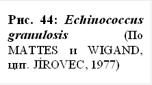 рис. 44: echinococcus granulosis (по mattes и wigand, цит. jírovec, 1977)